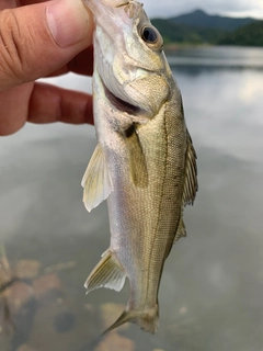 スズキの釣果