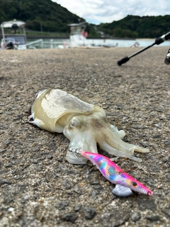 コウイカの釣果