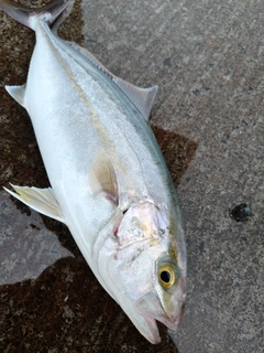 カンパチの釣果