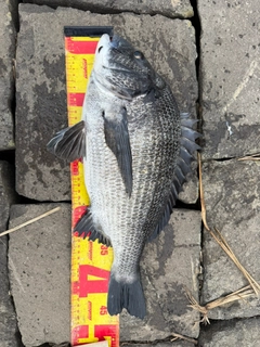 クロダイの釣果