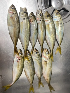 アジの釣果