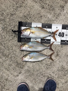 シオの釣果