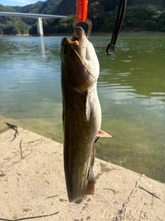 ナマズの釣果