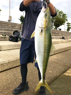 ブリの釣果