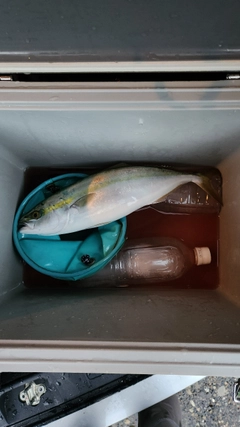 イナダの釣果
