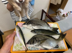 クロダイの釣果