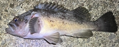 クロソイの釣果