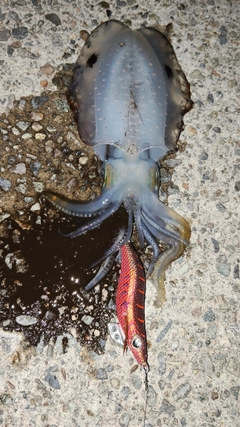 アオリイカの釣果