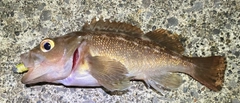 ガヤの釣果