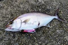 シオの釣果