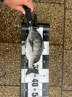 チヌの釣果