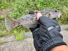 アイナメの釣果
