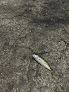タケノコメバルの釣果
