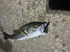フッコ（マルスズキ）の釣果