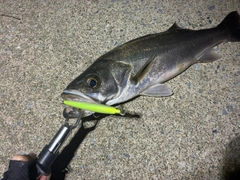 フッコ（マルスズキ）の釣果