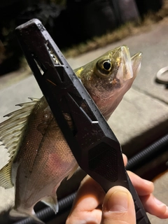 セイゴ（タイリクスズキ）の釣果