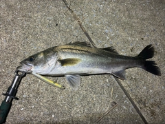 フッコ（マルスズキ）の釣果