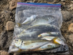 アジの釣果