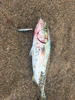 ハマチの釣果