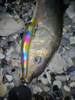 ウグイの釣果