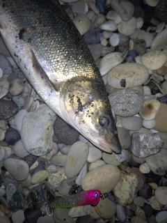 ウグイの釣果