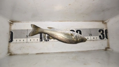セイゴ（マルスズキ）の釣果