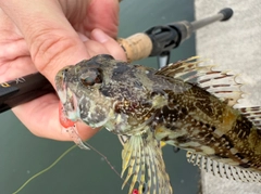 アナハゼの釣果
