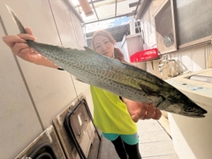 サゴシの釣果