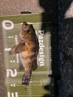 メバルの釣果