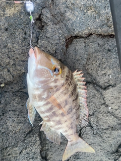 フエフキダイの釣果