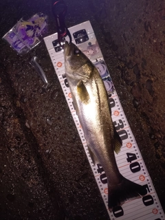 フッコ（マルスズキ）の釣果