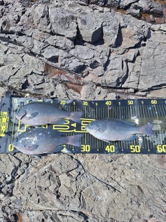 メジナの釣果