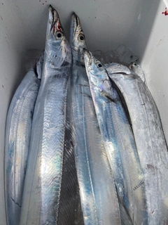 タチウオの釣果