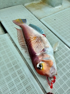 アカアマダイの釣果