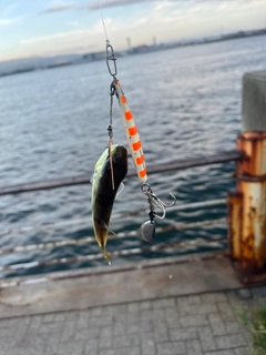 フグの釣果