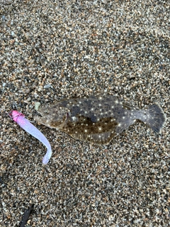 ソゲの釣果