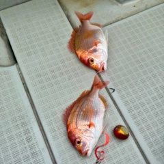 レンコダイの釣果