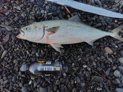 ワラサの釣果