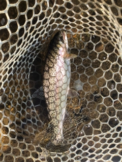 ニジマスの釣果