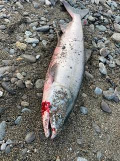 アキアジの釣果