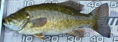 スモールマウスバスの釣果