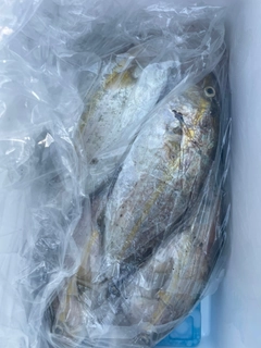 ネリゴの釣果