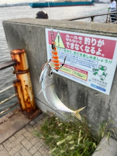 サバの釣果