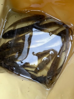 マハゼの釣果