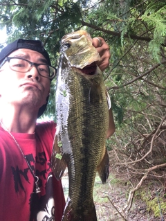 ラージマウスバスの釣果