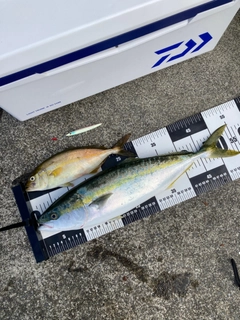 イナダの釣果