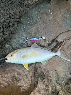 ネリゴの釣果