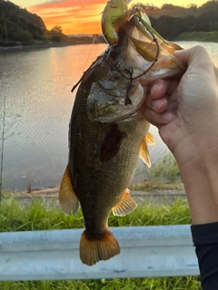 ブラックバスの釣果