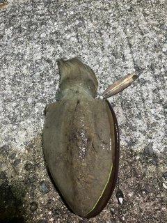 コウイカの釣果