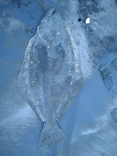 ヒラメの釣果
